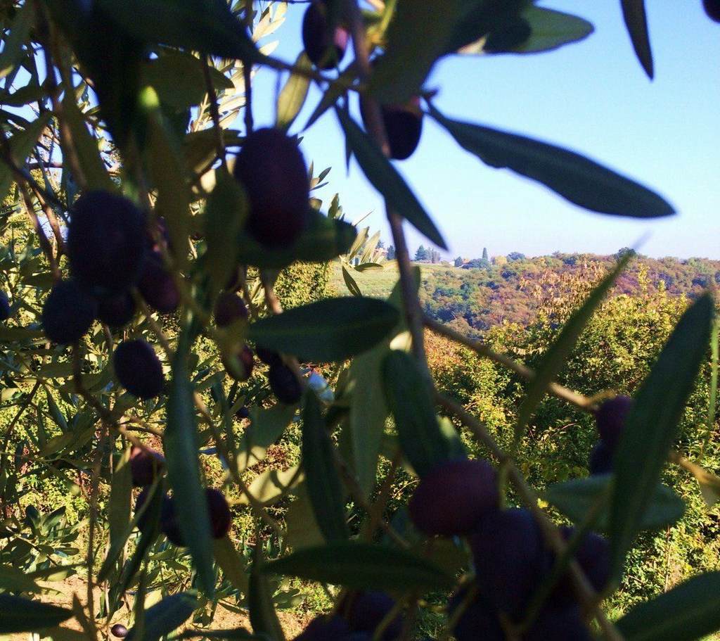 olive-e-panorama-agriturismo-altobello-verona.jpg.1024x0
