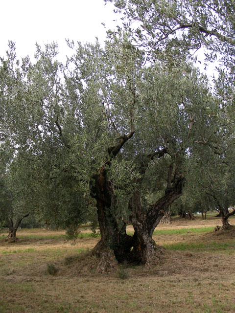 oliveto---olivo-iatlessinia